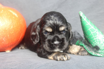 MALE NOIR ET FEU - American Cocker Spaniel