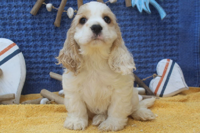 Les chiots de American Cocker Spaniel