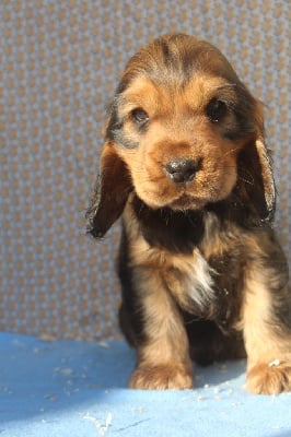 Les chiots de Cocker Spaniel Anglais