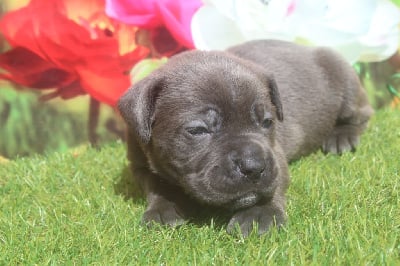 femelle gris bleu (collier rose) - Cane Corso