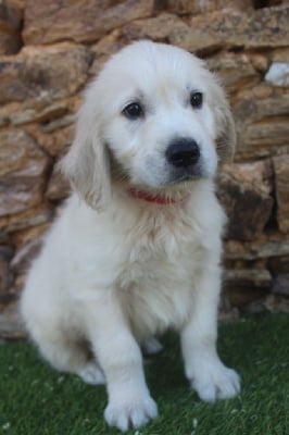 Les chiots de Golden Retriever