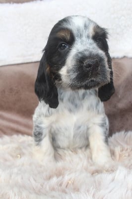 Les chiots de Cocker Spaniel Anglais