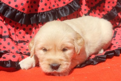 Les chiots de Golden Retriever