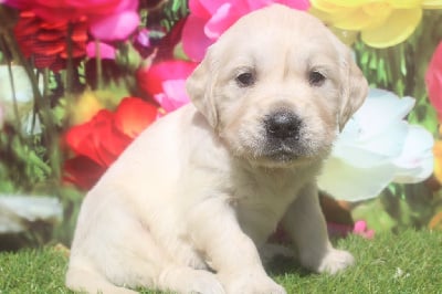 male (collier jaune) - Golden Retriever