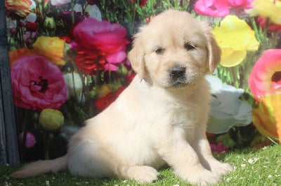 femelle (collier violet) - Golden Retriever