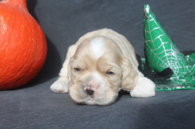 Les chiots de American Cocker Spaniel