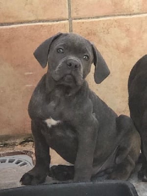 Les chiots de Cane Corso