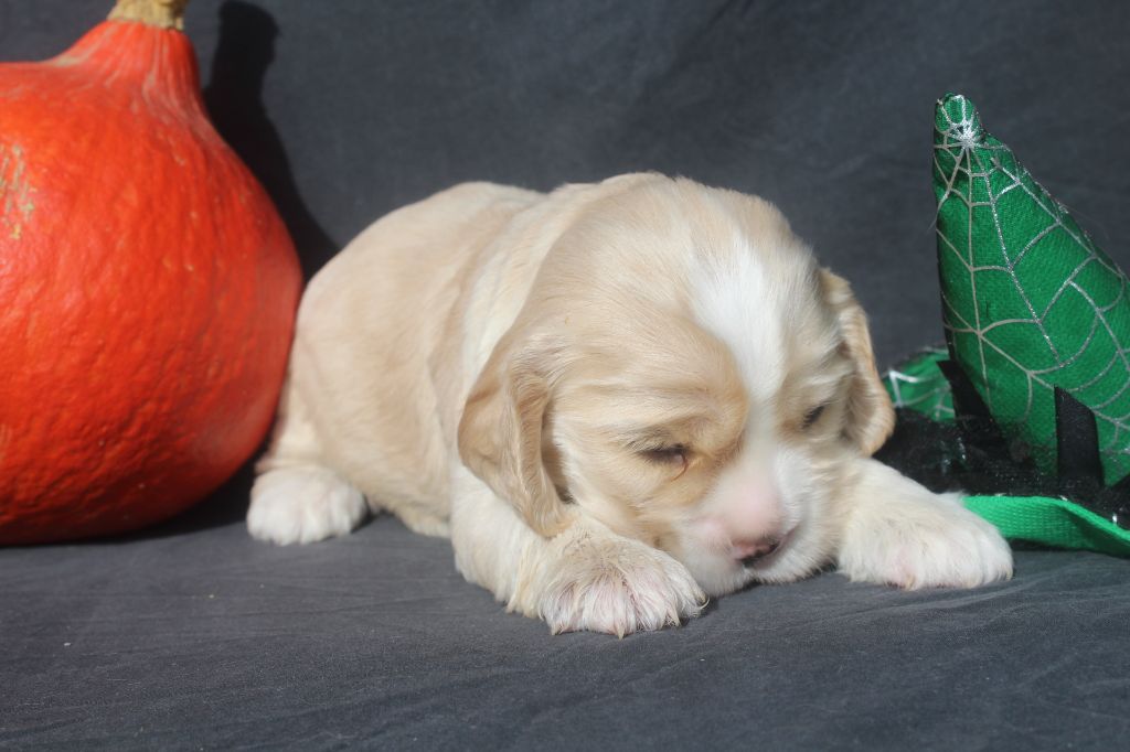 MALE BLOND - American Cocker Spaniel