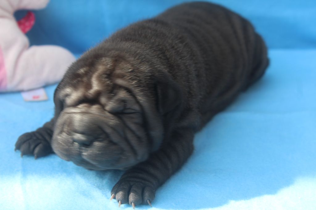 femelle noire - Shar Pei