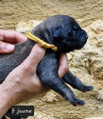 Les chiots de Leonberger