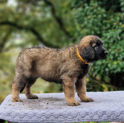 Les chiots de Leonberger