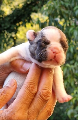 Les chiots de Bouledogue français