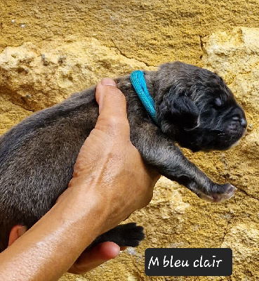 Les chiots de Leonberger