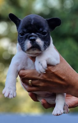 Les chiots de Bouledogue français