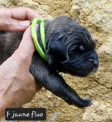 Les chiots de Leonberger