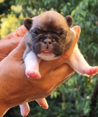 Les chiots de Bouledogue français