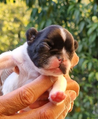 Les chiots de Bouledogue français