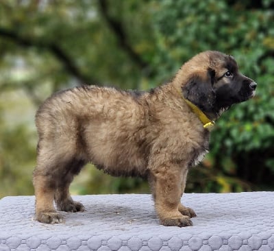 Les chiots de Leonberger