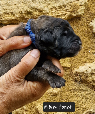 Les chiots de Leonberger