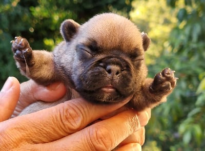 Les chiots de Bouledogue français