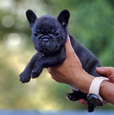 Les chiots de Bouledogue français