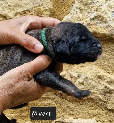 Les chiots de Leonberger