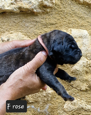 Les chiots de Leonberger