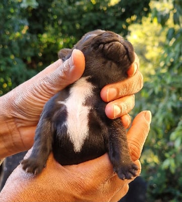 Femelle bringée avec plastron blanc - Bouledogue français