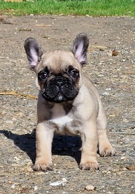 Les chiots de Bouledogue français