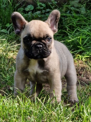 Les chiots de Bouledogue français