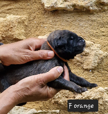 Les chiots de Leonberger