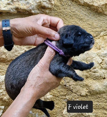 Les chiots de Leonberger