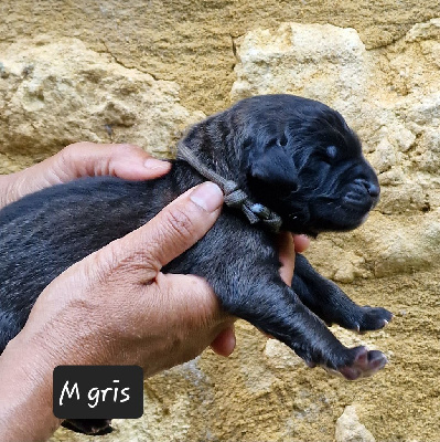 Les chiots de Leonberger