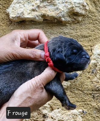 Les chiots de Leonberger