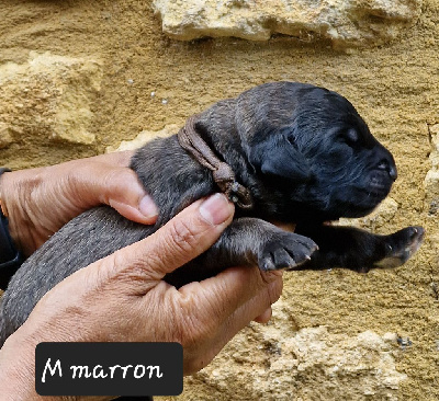 Les chiots de Leonberger