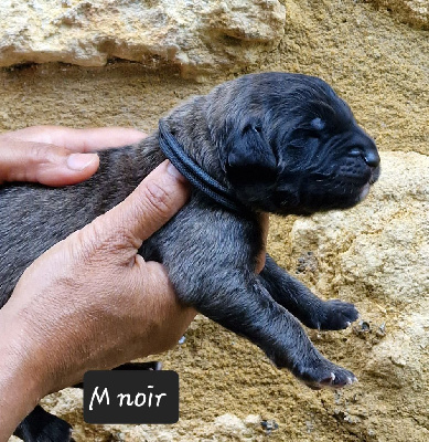 Les chiots de Leonberger