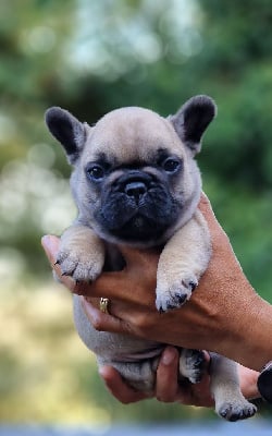 Les chiots de Bouledogue français