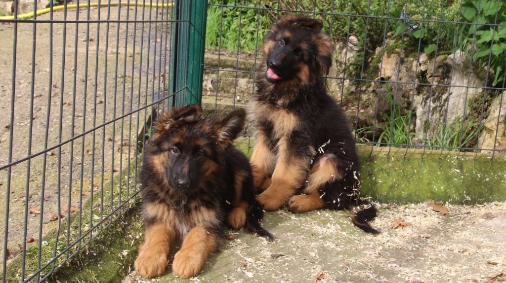 CHIOT 8 - Berger Allemand Poil Long