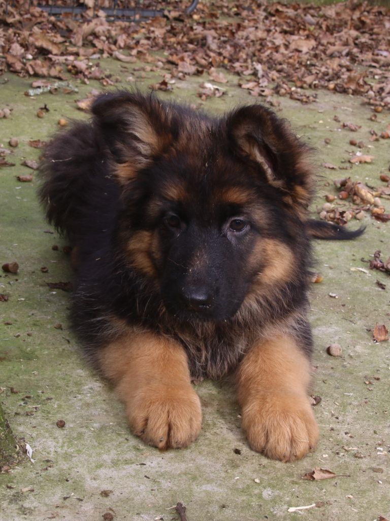 CHIOT 1 - Berger Allemand Poil Long