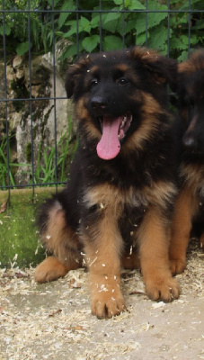 Les chiots de Berger Allemand Poil Long