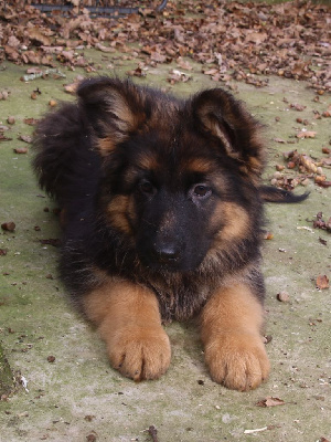 Les chiots de Berger Allemand Poil Long