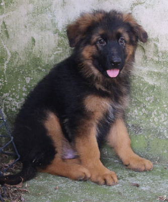 Les chiots de Berger Allemand