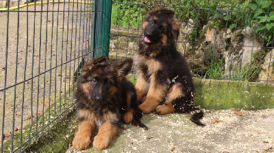 Les chiots de Berger Allemand Poil Long