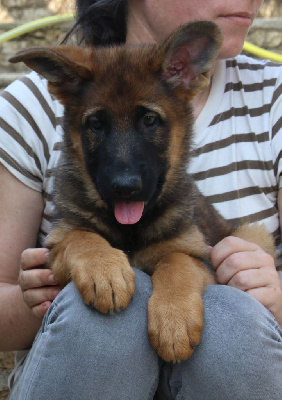 Les chiots de Berger Allemand