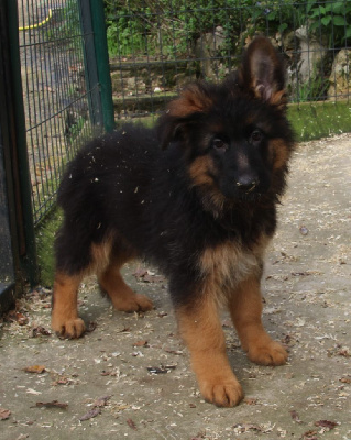 Les chiots de Berger Allemand Poil Long