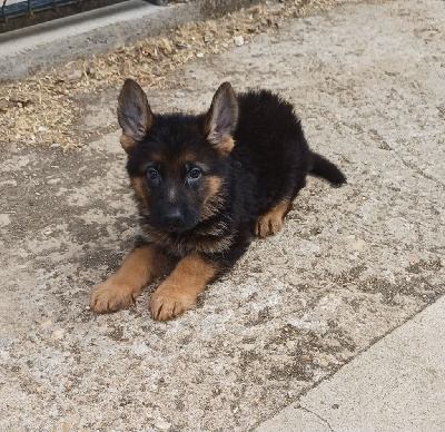 Les chiots de Berger Allemand