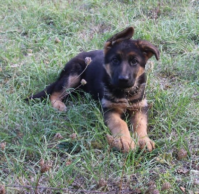 Les chiots de Berger Allemand