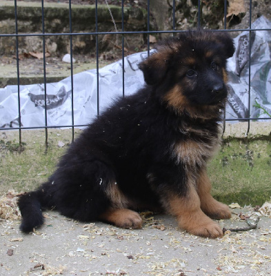 Les chiots de Berger Allemand Poil Long