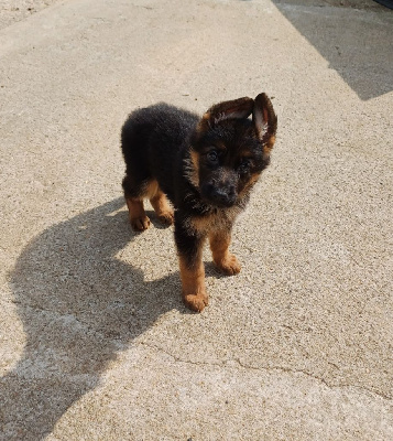 Les chiots de Berger Allemand