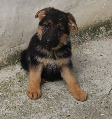 Les chiots de Berger Allemand